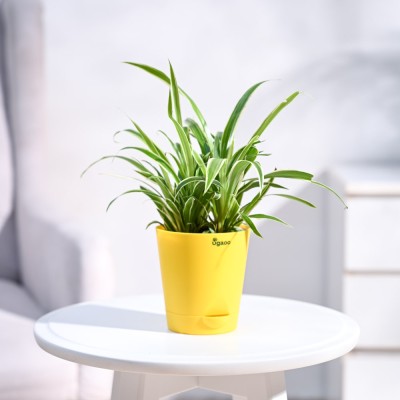 UGAOO Spider Plant(Pack of 1)