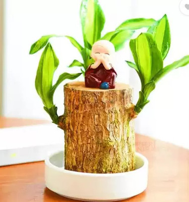 fuegoasiss Mini Brazalian wood(Pack of 1)