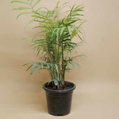 Cloud Farm Two Layer Bamboo Plant(Hybrid, Pack of 1)