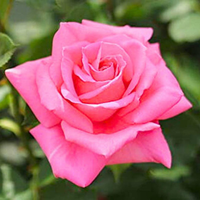 GLOBQRO Rose Plant(Hybrid, Pack of 1)
