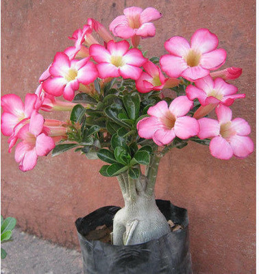 YourPlant Adenium Plant(Hybrid, Pack of 1)