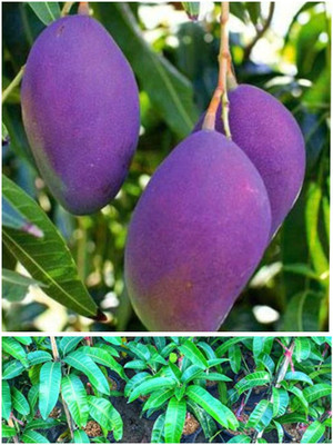 Aquinnah Mango Plant(Hybrid, Pack of 1)