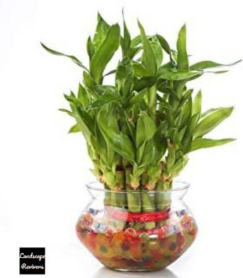 Landscape Revivers Two Layer Bamboo Plant(Hybrid, Pack of 1)
