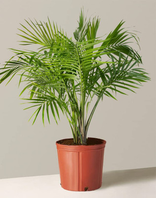MAHAMAYA A TO Z Areca Palm(Hybrid, Pack of 1)