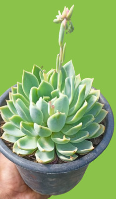 Anaya Laxmi kamal Star Flower Plant(Hybrid, Pack of 1)