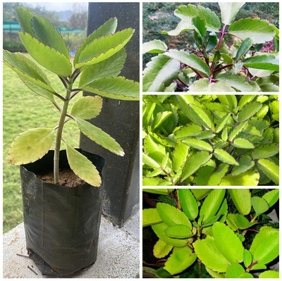 Cloud Farm Bryophyllum Pinnatum/Patharchatta Plant(Hybrid, Pack of 1)