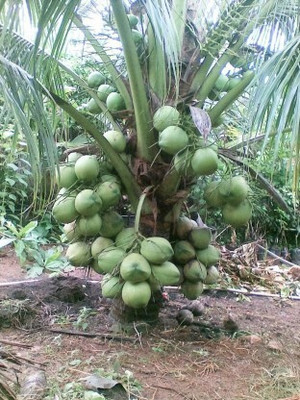 Cloud Farm Coconut Plant(Hybrid, Pack of 1)