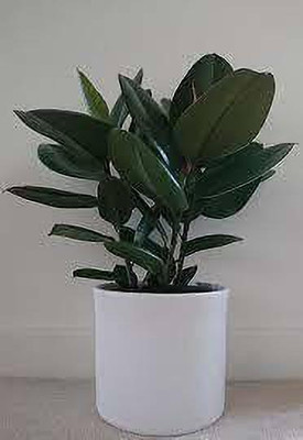 greenplanthub Rubber Tree(Hybrid, Pack of 1)