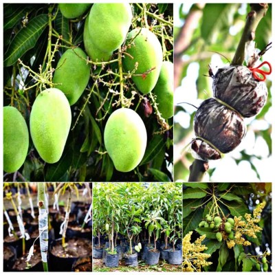 YourPlant Mango Plant, Mangosteen Plant(Hybrid, Pack of 1)