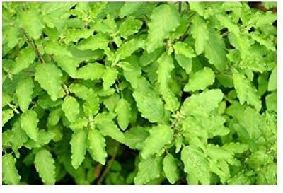 saraswati traders Tulsi Plant(Hybrid, Pack of 1)