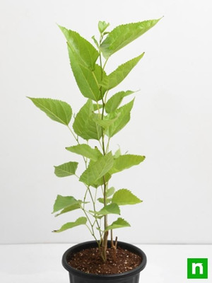 Global Mart Plant Shahtoot/Mulberry Plant(Hybrid, Pack of 2)