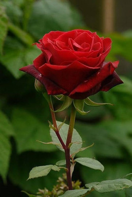 KPBHANDER Rose Plant(Hybrid, Pack of 1)