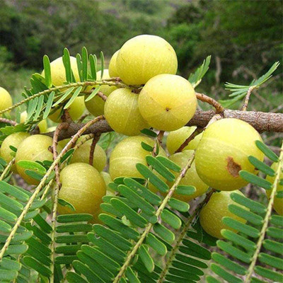 ADI DEBNATH NURSERY Amla Plant(Hybrid, Pack of 1)