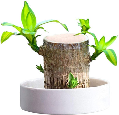 Green view Brazilian Wood(Hybrid, Pack of 1)