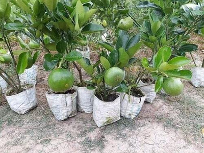 Sarika Lemon Plant(Hybrid, Pack of 1)