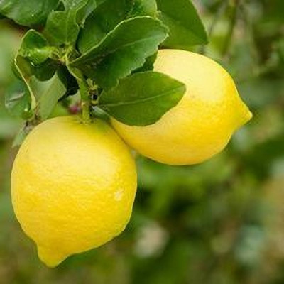 MAITRA AND SONS Lemon Plant(Hybrid, Pack of 1)