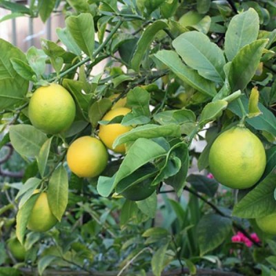 GROWN Lemon Yellow Kagzi Nimbu Plant Seeds For Planting & Gradening - 30 Seed(30 per packet)