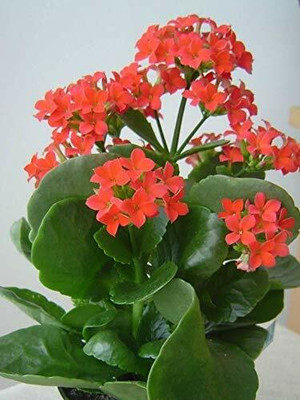 GURVEPLANTATIONI Kalanchoe Plant(Hybrid, Pack of 1)