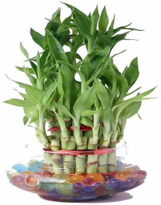 SKDIYA Three Layer Bamboo Plant(Pack of 1)