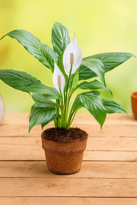 BloomShadow Peace Lily Plant(Hybrid, Pack of 1)