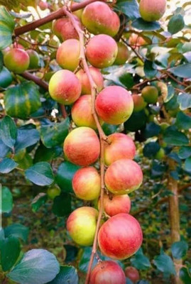 pomgardening Ber Apple Plant(Hybrid, Pack of 1)