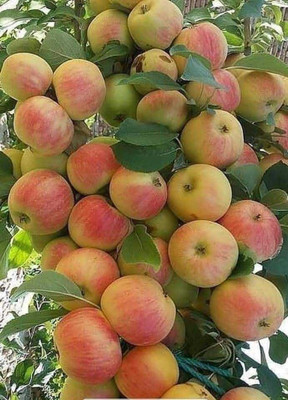 Samarthgreens Apple Plant(Hybrid, Pack of 1)