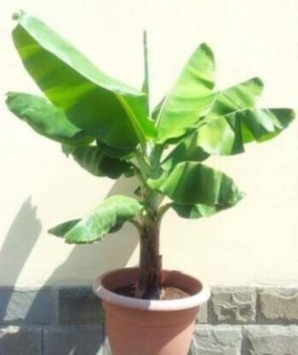 greenhousestore Banana Plant(Hybrid, Pack of 1)