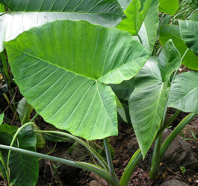 Aywal Taro Root/Arbi Bulbs Seed(3 per packet)