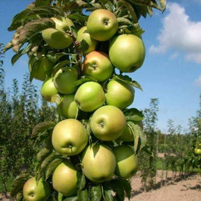 BER Apple Plant(Hybrid, Pack of 1)