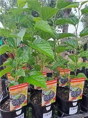 Loveri Shahtoot/Mulberry Plant(Hybrid, Pack of 1)