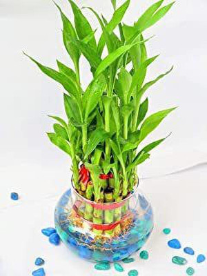 SKDIYA Two Layer Bamboo Plant(Hybrid, Pack of 1)