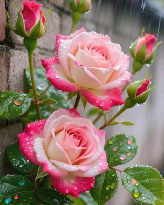 VAANMITRA Rose Plant(Hybrid, Pack of 1)