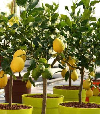 MISHKA ENTERPRISE Lemon Plant(Hybrid, Pack of 1)