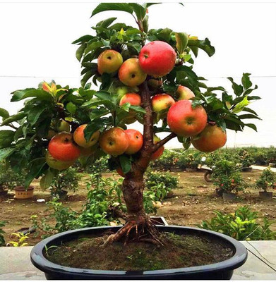 Samarthgreens Apple Plant(Hybrid, Pack of 1)