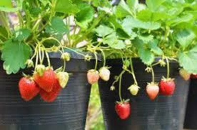 BREEZY BLOOMS Strawberry Plant(Hybrid, Pack of 1)