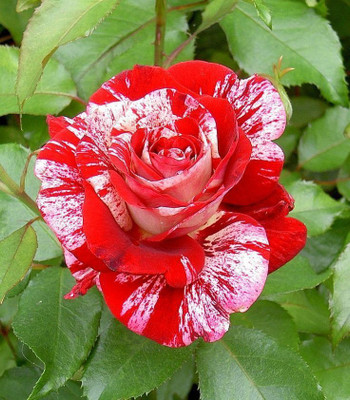 Aquinnah Rose Plant(Hybrid, Pack of 1)