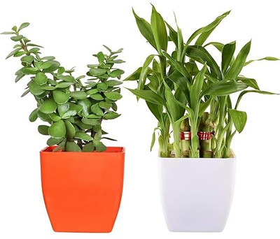 Harshgreen Two Layer Bamboo Plant(Hybrid, Pack of 2)