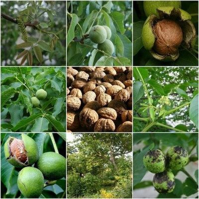 Risenshine Walnut Plant(Hybrid, Pack of 1)