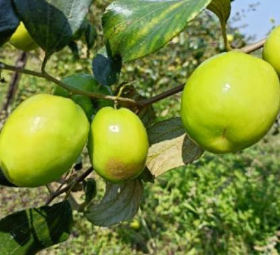 Royplant Ber Apple Plant(Hybrid, Pack of 1)