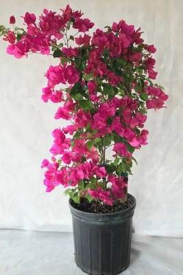 MULAKQALA Bougainvillea Plant(Hybrid, Pack of 1)