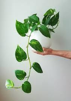 ABEFARIYA Money Plant(Hybrid, Pack of 1)