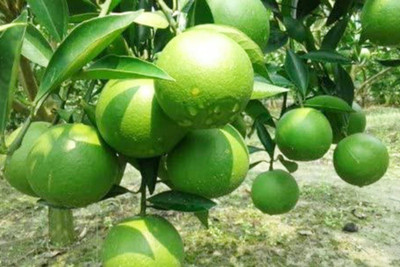 ABC Lemon Plant(Hybrid, Pack of 1)