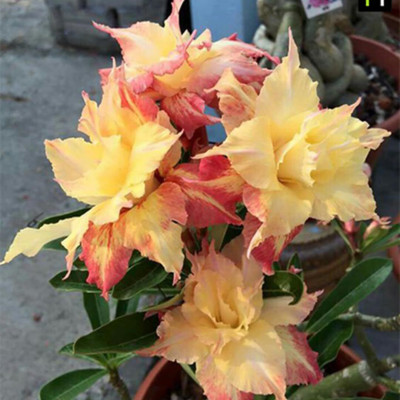 CRGO ADENIUM Seed(45 per packet)