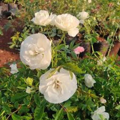 MAQINPLANTHOUSE Rose Plant(Hybrid, Pack of 1)