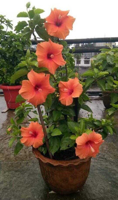sikder store Hibiscus Plant(Hybrid, Pack of 1)