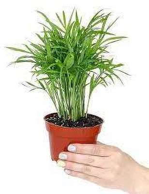 KPL ARECA Areca Palm(Hybrid, Pack of 1)