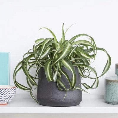 YourPlant Spider Plant(Hybrid, Pack of 1)