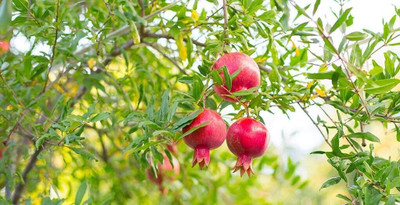 Oxygreenplant Pomegranate Plant(Hybrid, Pack of 1)