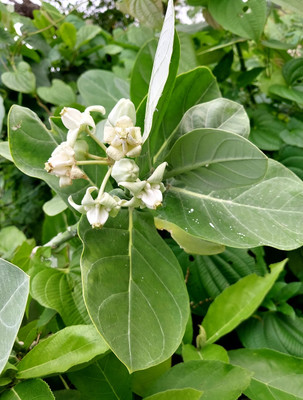 ABC Safed Aak Plant(Pack of 1)