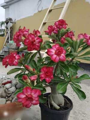 Nurseryfriend Adenium Plant(Hybrid, Pack of 1)